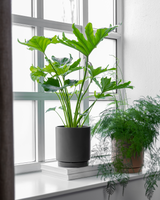 Philodendron Lickety Split - 50-70 cm