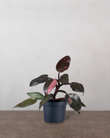 type=Ingen krukke/color=Ingen farve