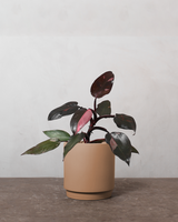 type=Simple krukke/color=Pale Terracotta