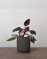 type=Simple krukke/color=Warm Black