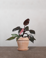 type=Terracotta krukke/color=Terracotta