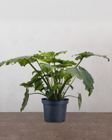 type=ingen krukke/color=ingen farve