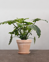 type=Terracotta krukke/color=Terracotta