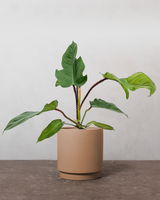 type=Simple krukke/color=Pale Terracotta