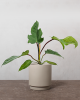 type=Simple krukke/color=Light Sand