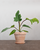 type=Terracotta krukke/color=Terracotta