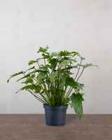 type=Ingen krukke/color=Ingen farve