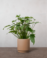 type=Simple krukke/color=Pale Terracotta