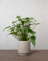 type=Simple krukke/color=Light Sand