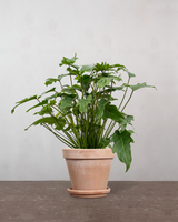 type=Terracotta krukke/color=Terracotta