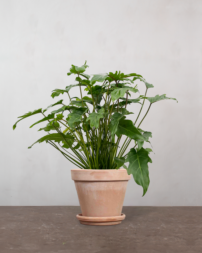 Philodendron Xanadu - 70-90 cm
