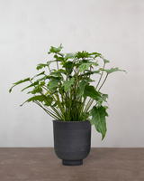 type=Vig krukke/color=Sort