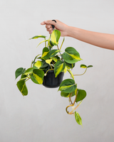 Philodendron 'Brazil' - 25-35 cm