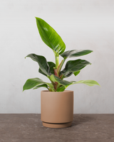 type=Simple krukke/color=Pale Terracotta