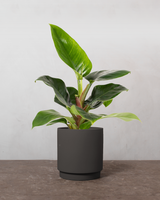 type=Simple krukke/color=Warm Black