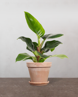 type=Terracotta krukke/color=Terracotta