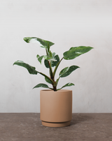 type=Simple krukke/color=Pale Terracotta