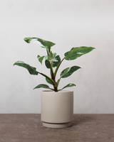 type=Simple krukke/color=Light Sand