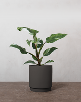 type=Simple krukke/color=Warm Black