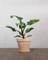 type=Terracotta krukke/color=Terracotta