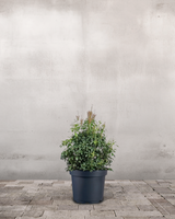 type=Ingen krukke/color=Ingen farve