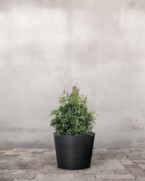 type=Greenify Udendørskrukke/color=Sort