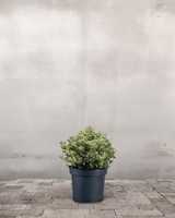 type=Ingen krukke/color=Ingen farve