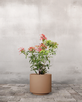 type=Simple krukke/color=Pale Terracotta