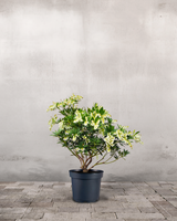 type=Ingen krukke/color=Ingen farve