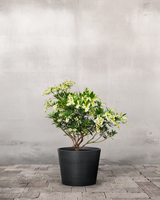 type=Greenify Udendørskrukke/color=Sort