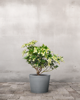 type=Greenify Udendørskrukke/color=Grå