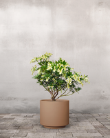 type=Simple krukke/color=Pale Terracotta