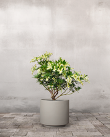 type=Simple krukke/color=Light Sand