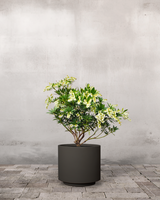 type=Simple krukke/color=Warm Black