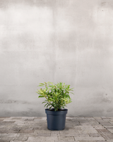 type=Ingen krukke/color=Ingen farve