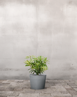 type=Greenify Udendørskrukke/color=Grå