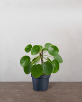 Pilea - 15-20 cm