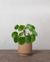 type=Simple krukke/color=Pale Terracotta