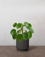 type=Simple krukke/color=Warm Black