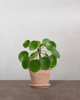 Pilea - 15-20 cm