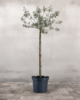 type=Ingen krukke/color=Ingen farve