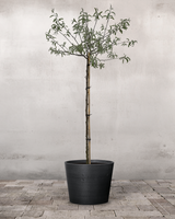 type=Greenify Udendørskrukke/color=Sort