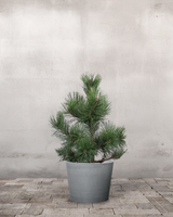 type=Greenify Udendørskrukke/color=Grå