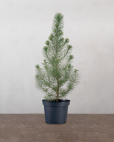 Pinus Pinea 'Silver Crest' - 35-50 cm
