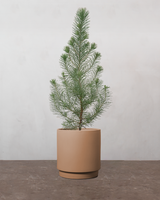 Pinus Pinea 'Silver Crest' - 35-50 cm