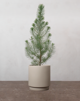 Pinus Pinea 'Silver Crest' - 35-50 cm