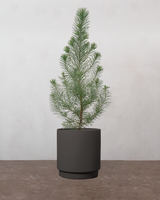 Pinus Pinea 'Silver Crest' - 35-50 cm