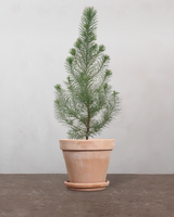 Pinus Pinea 'Silver Crest' - 35-50 cm