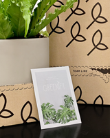 Mørkbladet Gummitræ - 40-60 cm - Inkl. Gaveæske & Kort