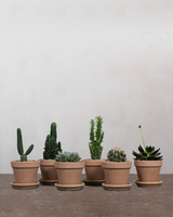 type=Terracotta krukke/color=Terracotta